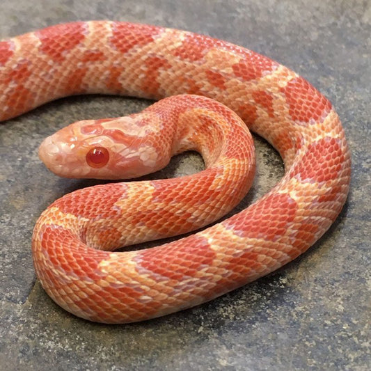 Inferno Corn Snake