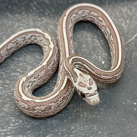 Corn Snake