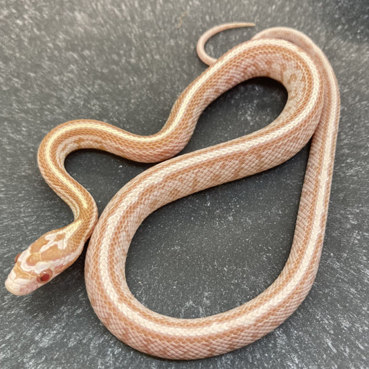 Corn Snake