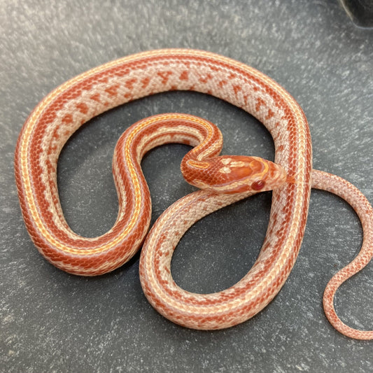 Corn Snake