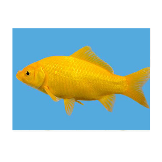 Canary Yellow Goldfish