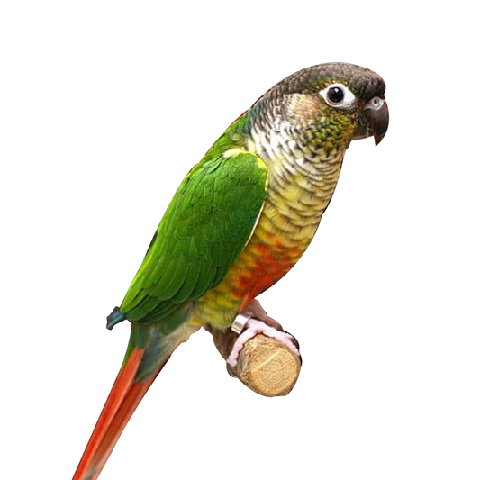 Yellow-Sided Conure