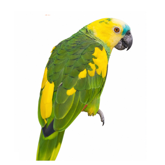Yellow-Winged Amazon