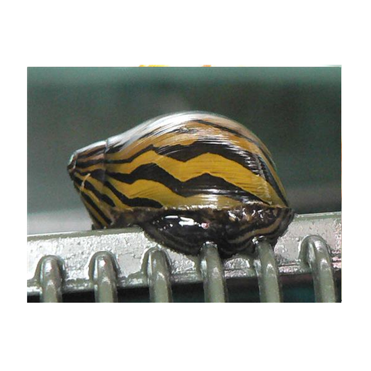 Zebra Dwarf Snail