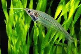 Thailand Glass Catfish