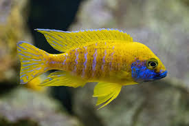 Yellow Regal Aulonocara 3"