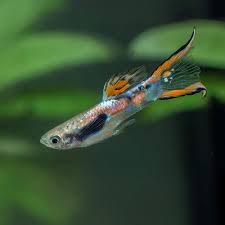 Laser Green Endler Male Guppy L