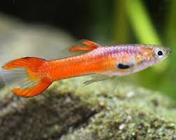 Ruby Red Endler Male Guppy L