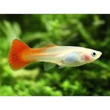 Red cap female Guppy L