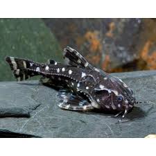 Spotted Talking Catfish L