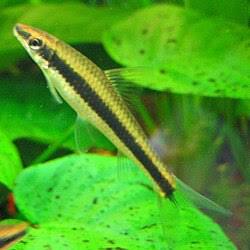 Siamese Algae Eater M