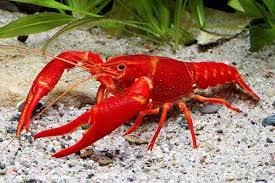 Red Crayfish 2-3"