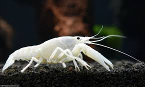 White Crayfish 2-3"