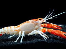 Orange Ghost Crayfish 2-3"
