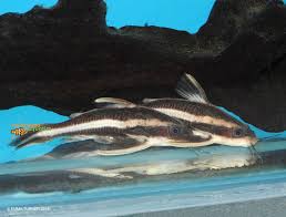 Striped Talking Catfish