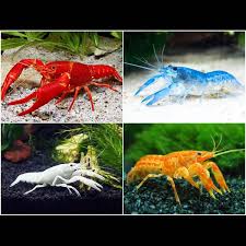 Assorted Crayfish 2-3"