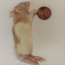 PLT Frozen Rat Weaner Medium 50G+ Single