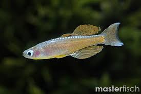 Pseudomugil Paskai ML