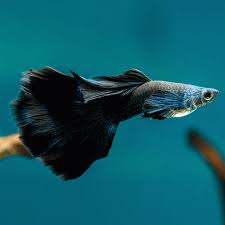Jet Black Male Guppy L