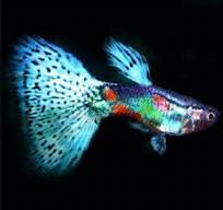 Multi-Colour Male Guppy L