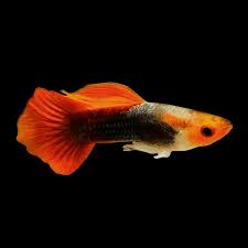 Red Cap Male Guppy L