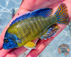 Blue Neon Peacock 3"