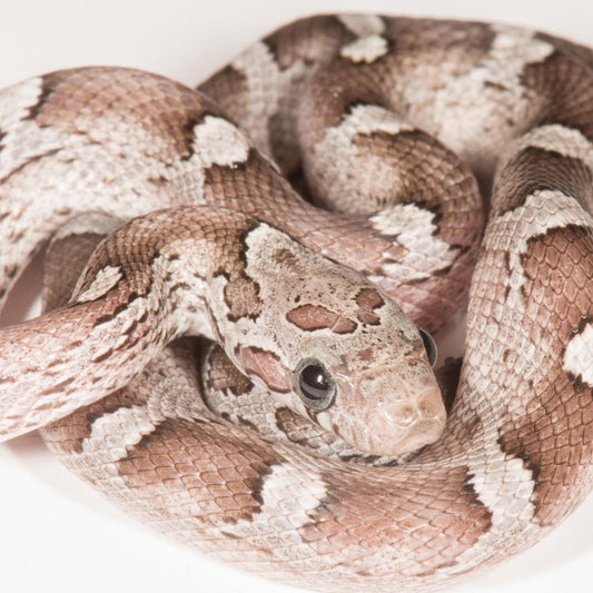 Granite Corn Snake