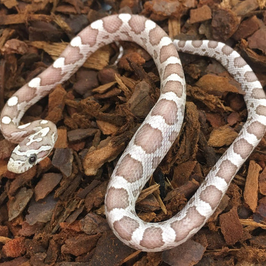 Ghost Corn Snake
