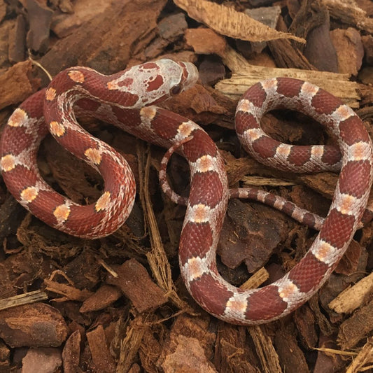 Hypo Bloodred Corn Snake