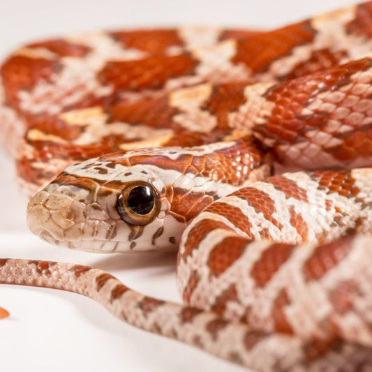 Hypo Corn Snake