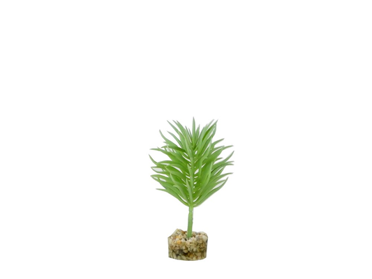 Sydeco Terra Succulent Plant 13cm