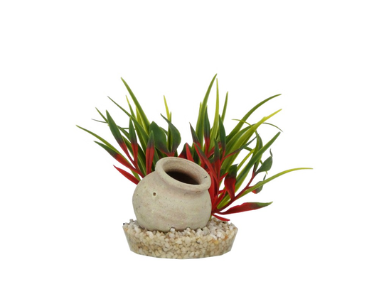 Sydeco Mini Jug Plant 15cm