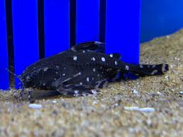 Spotted Talking Catfish M