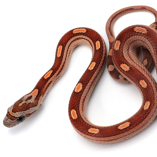 Motley Corn Snake