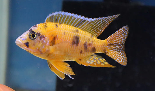 Orange Blotched Peacock Cichlid 3"