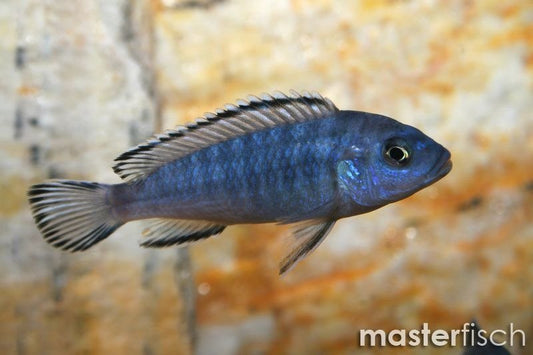 Pseudotropheus Socolofi 2"