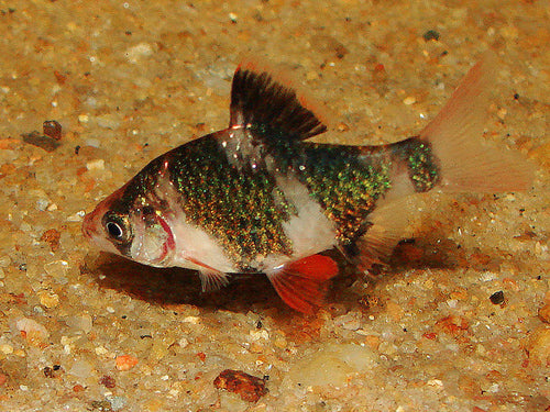 GREEN TIGER BARB  ML