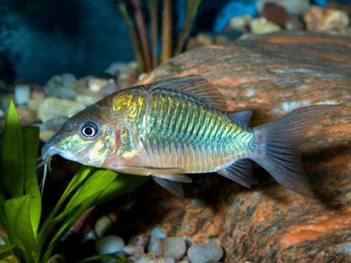 Emerald Green Brochis Catfish