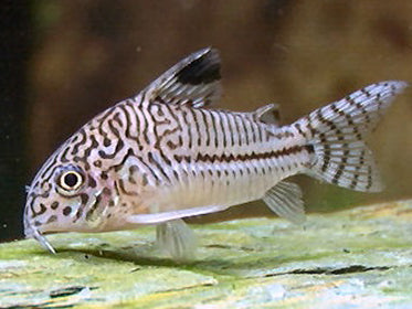 Assorted Corydoras