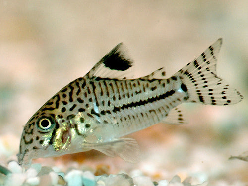 Corydoras Julii