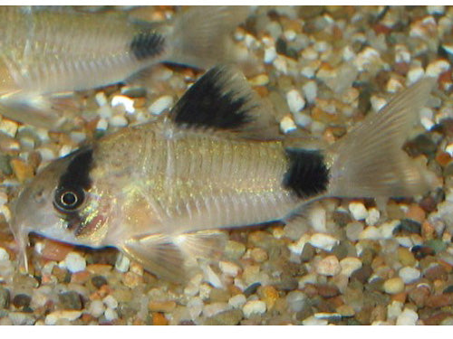 Corydoras Panda