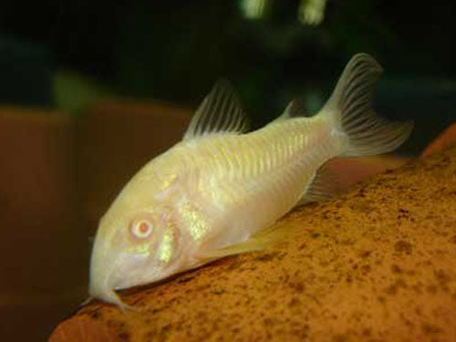 Albino Catfish