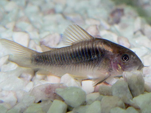 Bronze Catfish