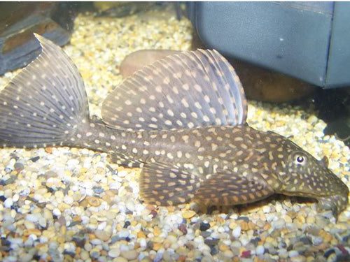 Orange Spot Gibbiceps Sailfin