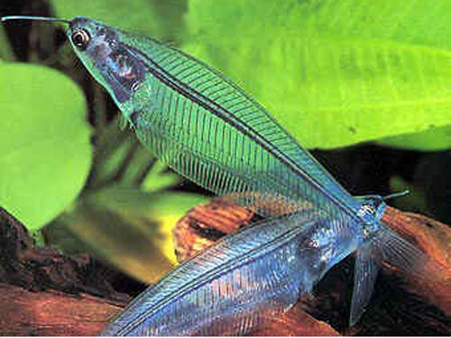 THAILAND GLASS CATFISH  ML