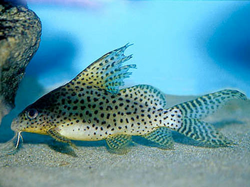 Synodontis Network Featherfin