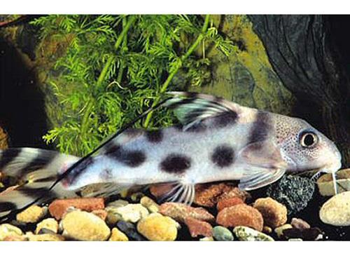 SYNODONTIS DECORUS  1.5"