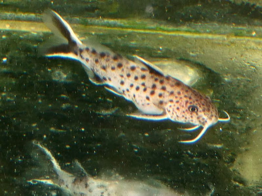 Synodontis Petricola