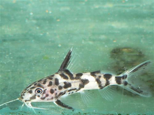 SYNODONTIS VALENTIANA  1.5"