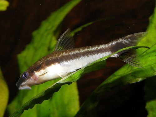 Otocinclus